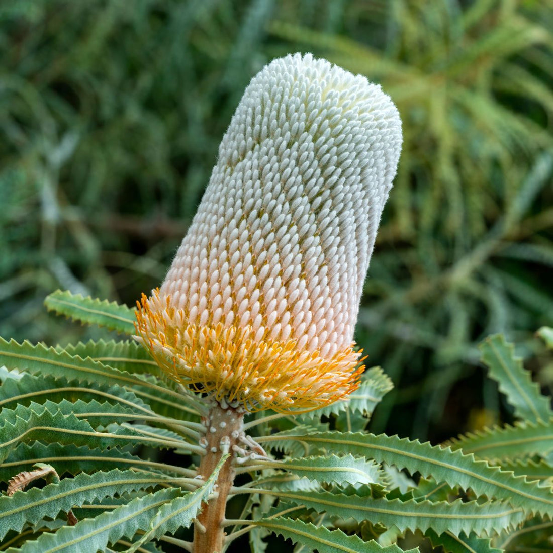 Acorn Banksia (Banksia prionotes) - Ladybird Nursery
