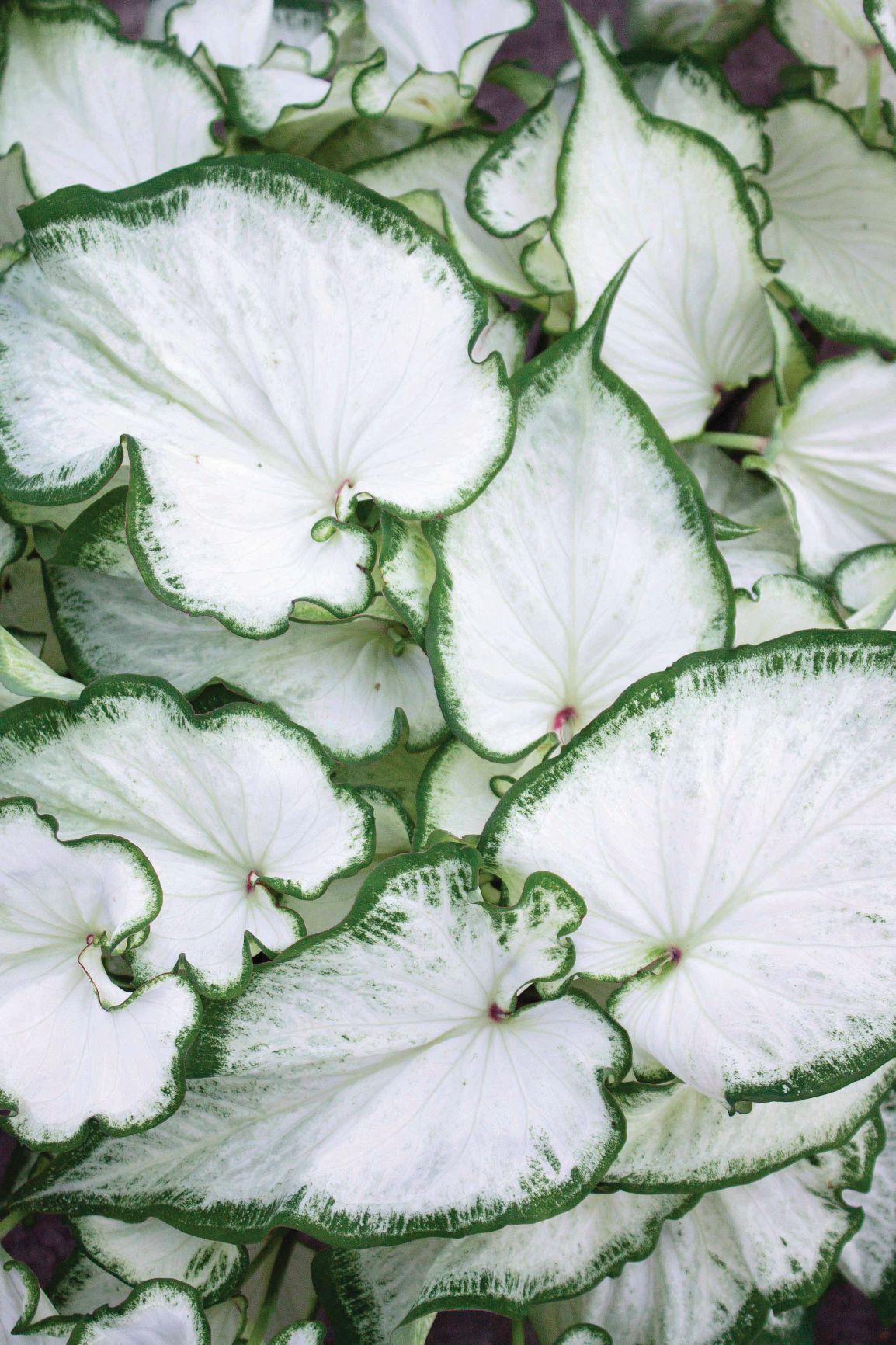 Caladium (Caladium Icicle)