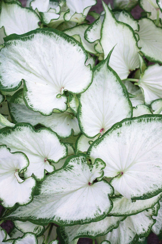 Caladium (Caladium Icicle)