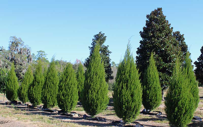 Eastern Red Cedar Spartan (Juniperus virginiana) - Ladybird Nursery