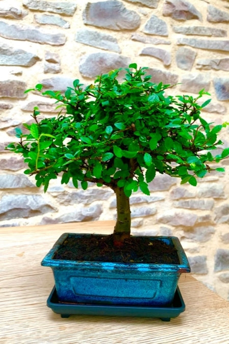 Bonsai Tree in Ceramic Pot (Bonsai Range)