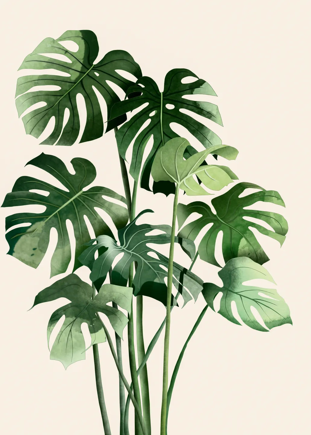 Swiss Cheese Plant Round Leaf Form (Monstera deliciosa)