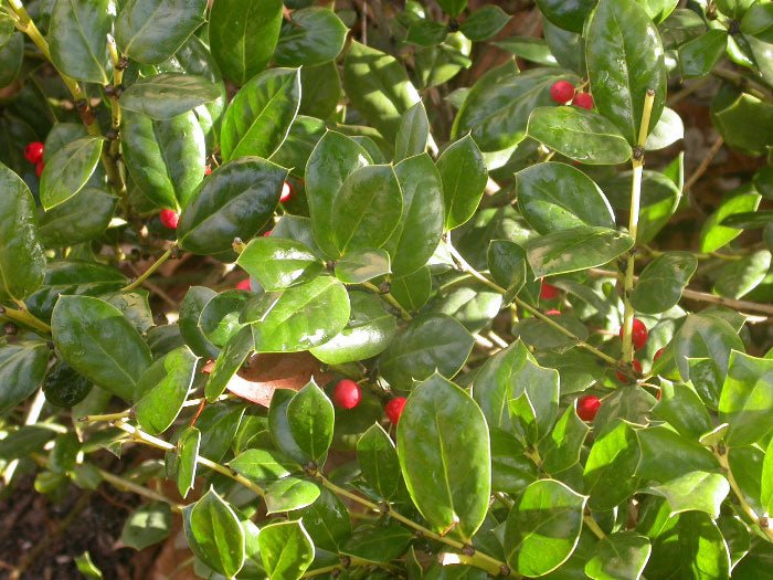 Chinese Holly Burfordii (Ilex cornuta) - Ladybird Nursery