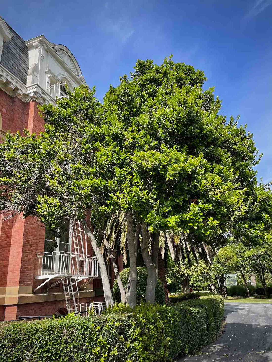Chinese Holly Burfordii (Ilex cornuta) - Ladybird Nursery