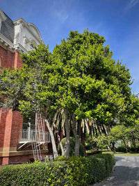 Chinese Holly Burfordii (Ilex cornuta)