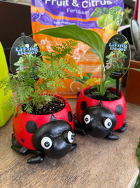 Red Ladybird Planter with Assorted Indoor Plant