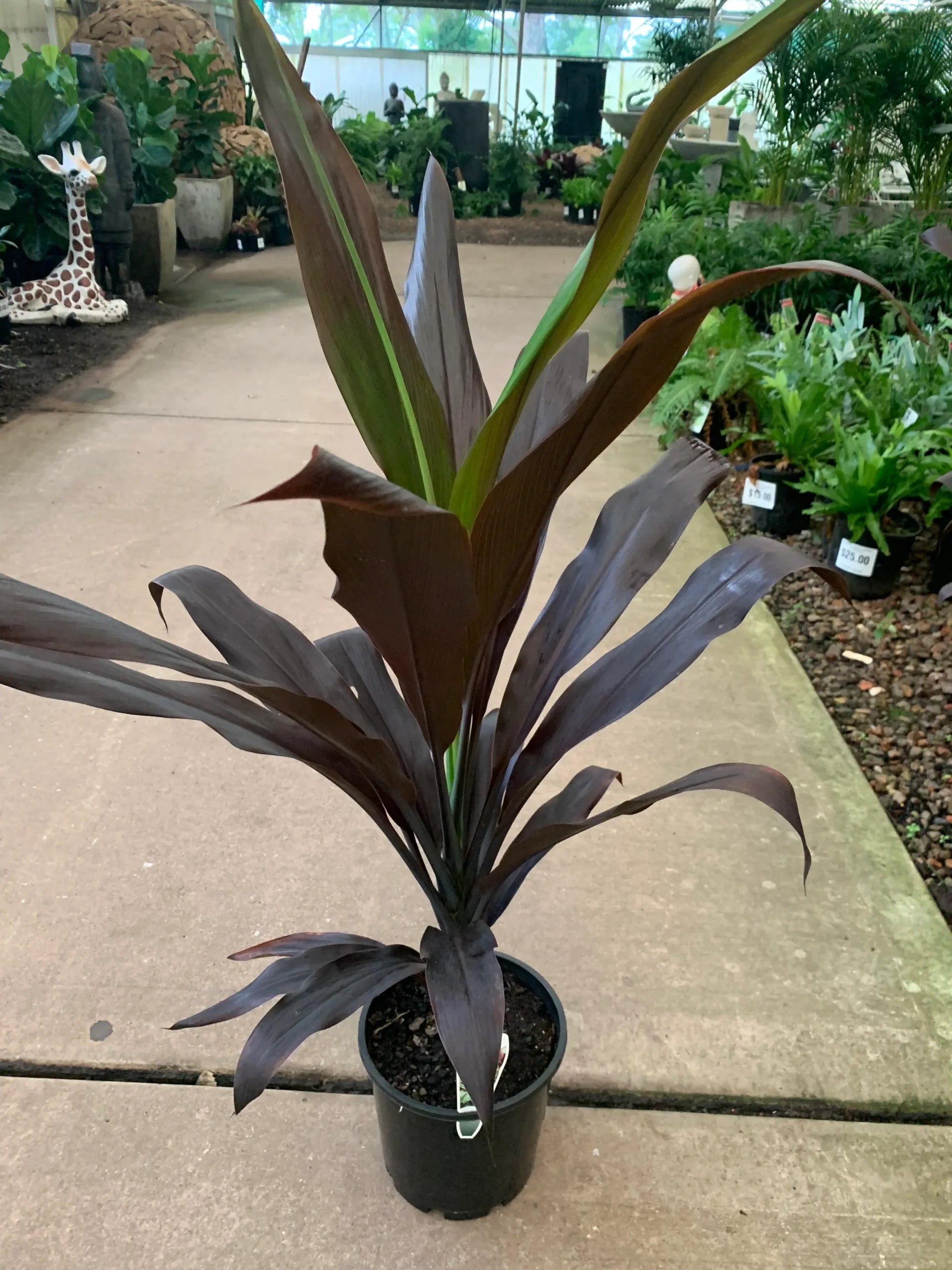 Cordyline Negra (Cordyline fruticosa) - Ladybird Nursery