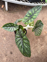 Alocasia 'Dragon Scale' (Alocasia baginda)