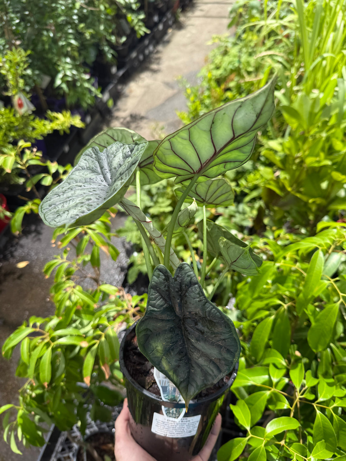 Alocasia 'Dragon Scale' (Alocasia baginda)