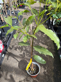 Achacha Grafted