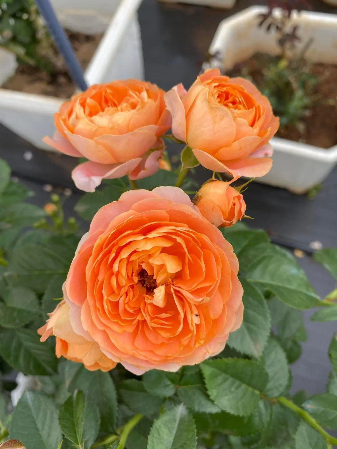 Rosa Terrazza® Fragrance Dusty Pink (Rosa) - Ladybird Nursery