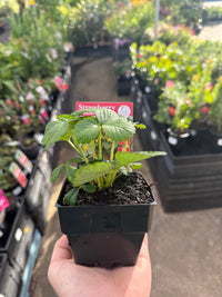 Strawberry 'Handstand'