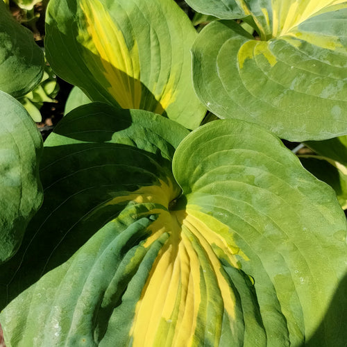 Plantain Thunderbolt Lily (Hosta ) - Ladybird Nursery