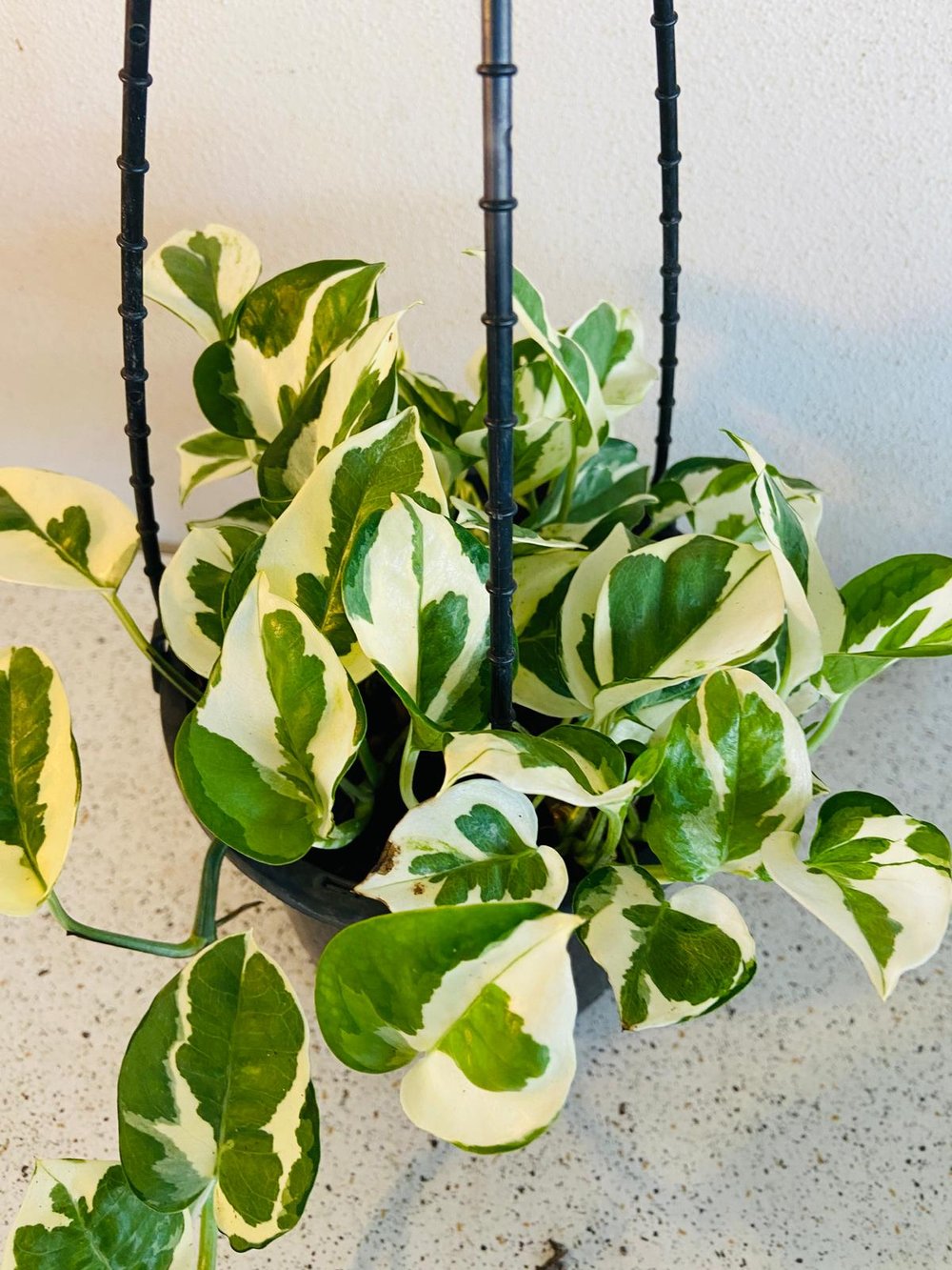 Snow Queen Pothos (Epipremnum aureum)