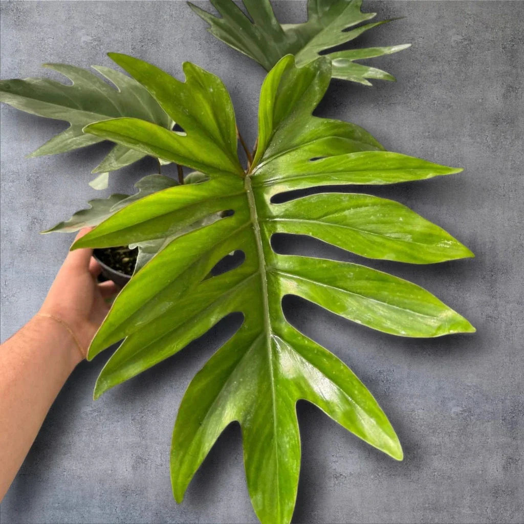 Philodendron Tahiti Green (Philodendron mayoi)