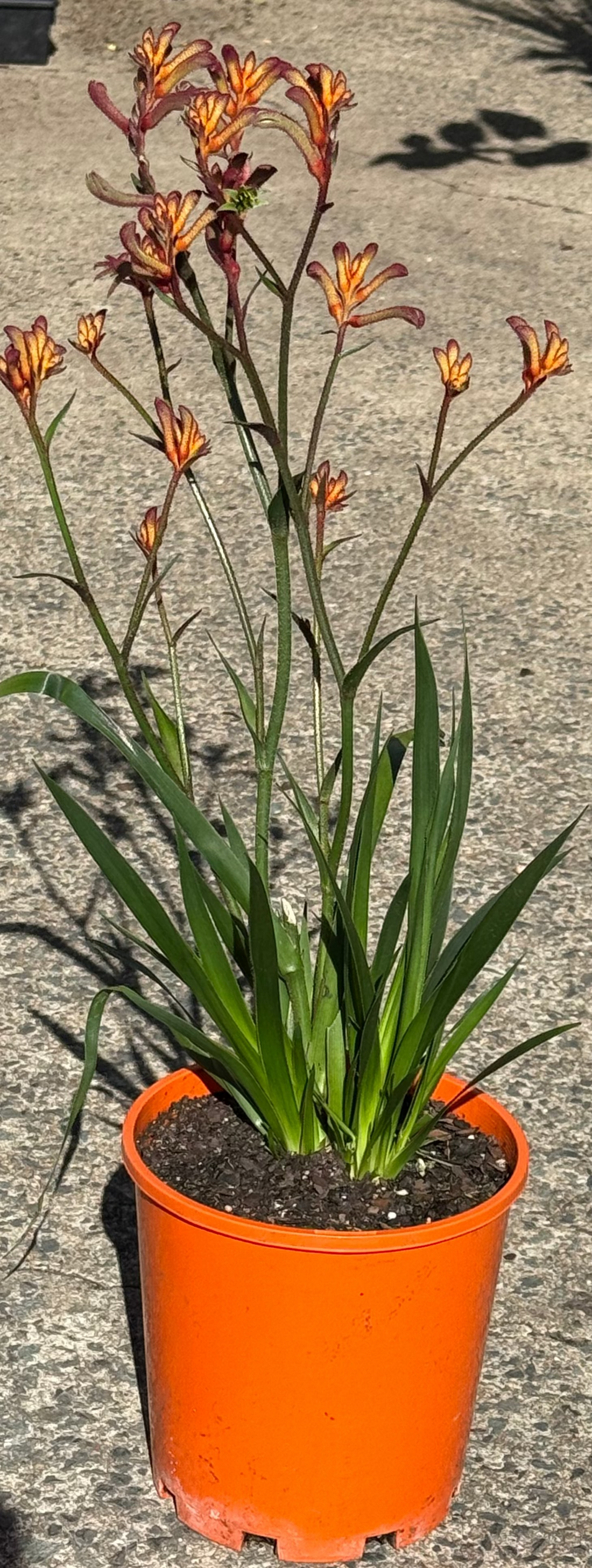 Kangaroo Paw 'Bush Blitz' (Anigozanthos) - Medium