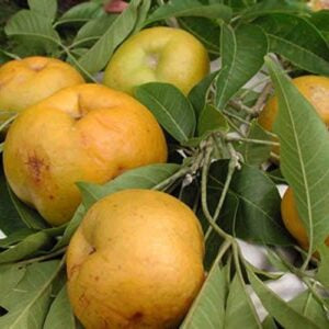 White Sapote ‘Macs Golden’