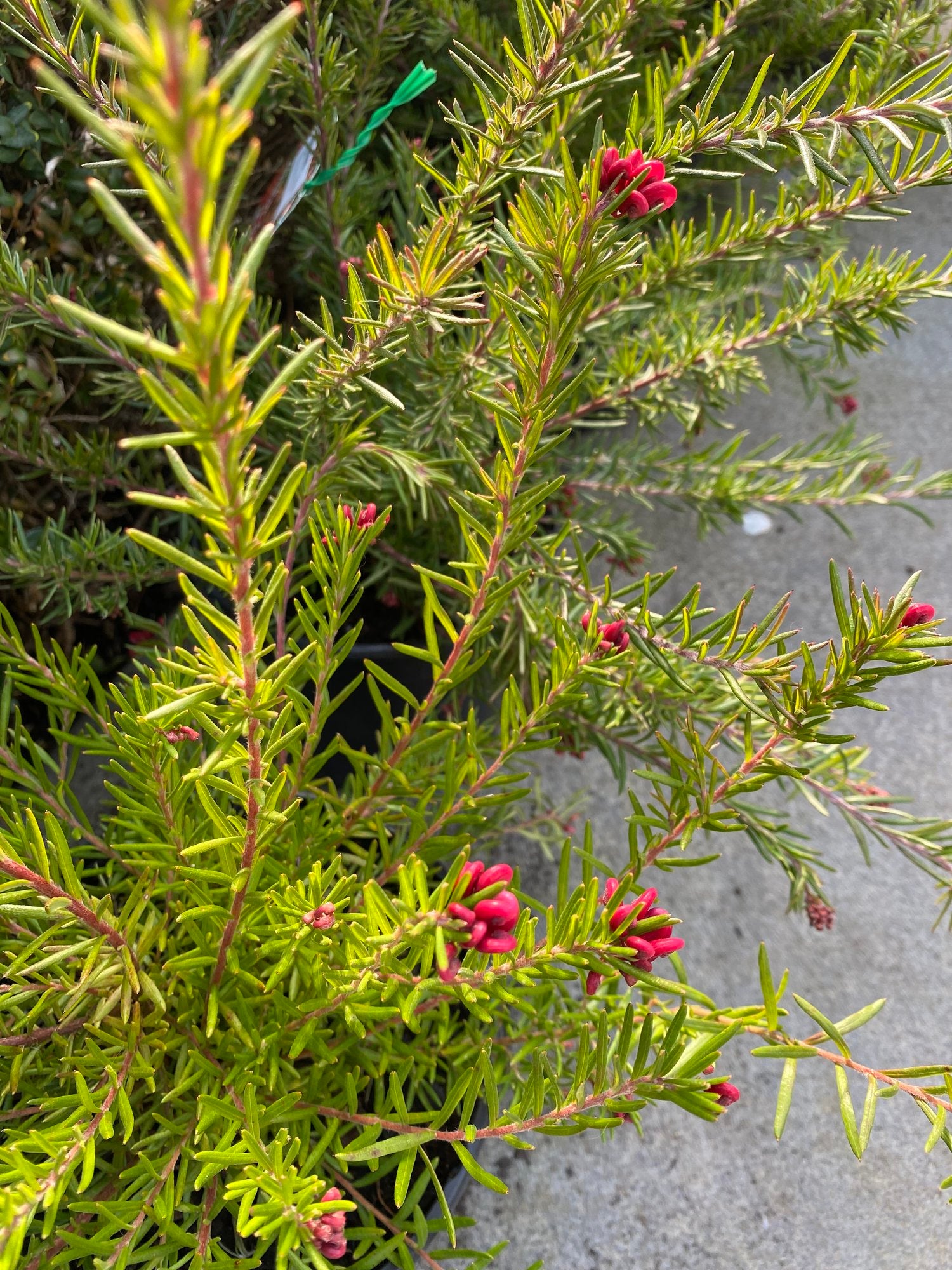 Grevillea Cherry Ripe - Ladybird Nursery