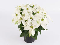 Princettia Pure White