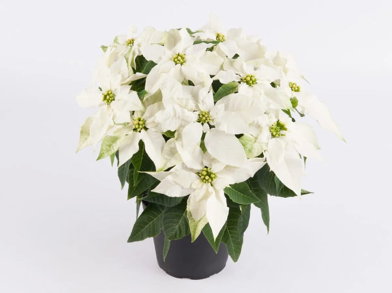 Princettia Pure White