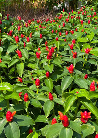 Indian Head Ginger Pink Indianhead (Costus spiralis)
