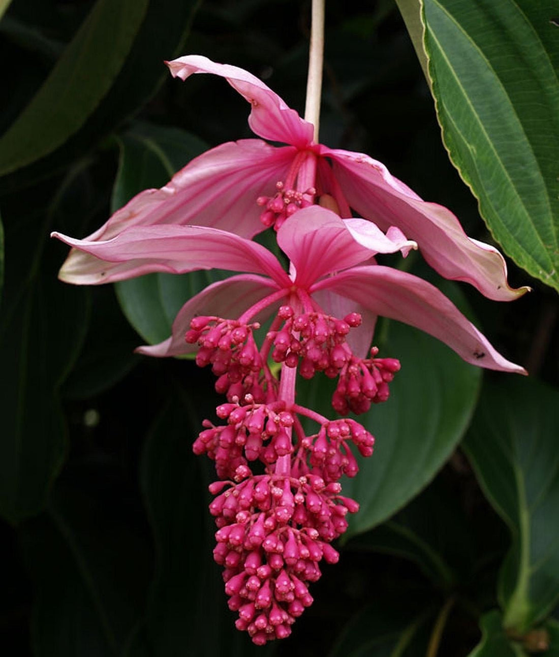 Medinilla Pixie Pink (Medinilla magnifica) - Ladybird Nursery