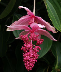 Medinilla Pixie Pink (Medinilla magnifica) - Ladybird Nursery