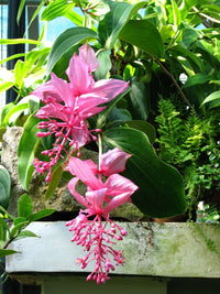 Medinilla Pixie Pink (Medinilla magnifica) - Ladybird Nursery