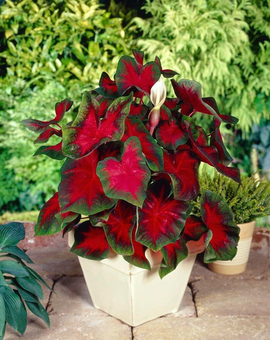 Caladium 'Giant Red' - Ladybird Nursery