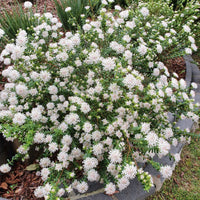 Marshmallows (Pimelea ciliata) - Ladybird Nursery