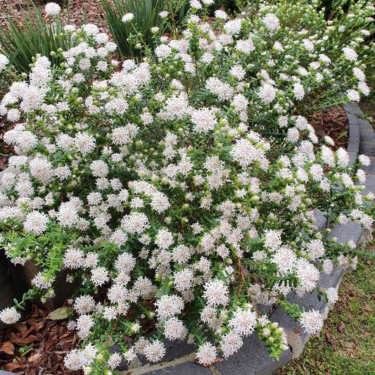 Marshmallows (Pimelea ciliata) - Ladybird Nursery