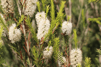 Space Saver (Melaleuca armillaris) - Ladybird Nursery