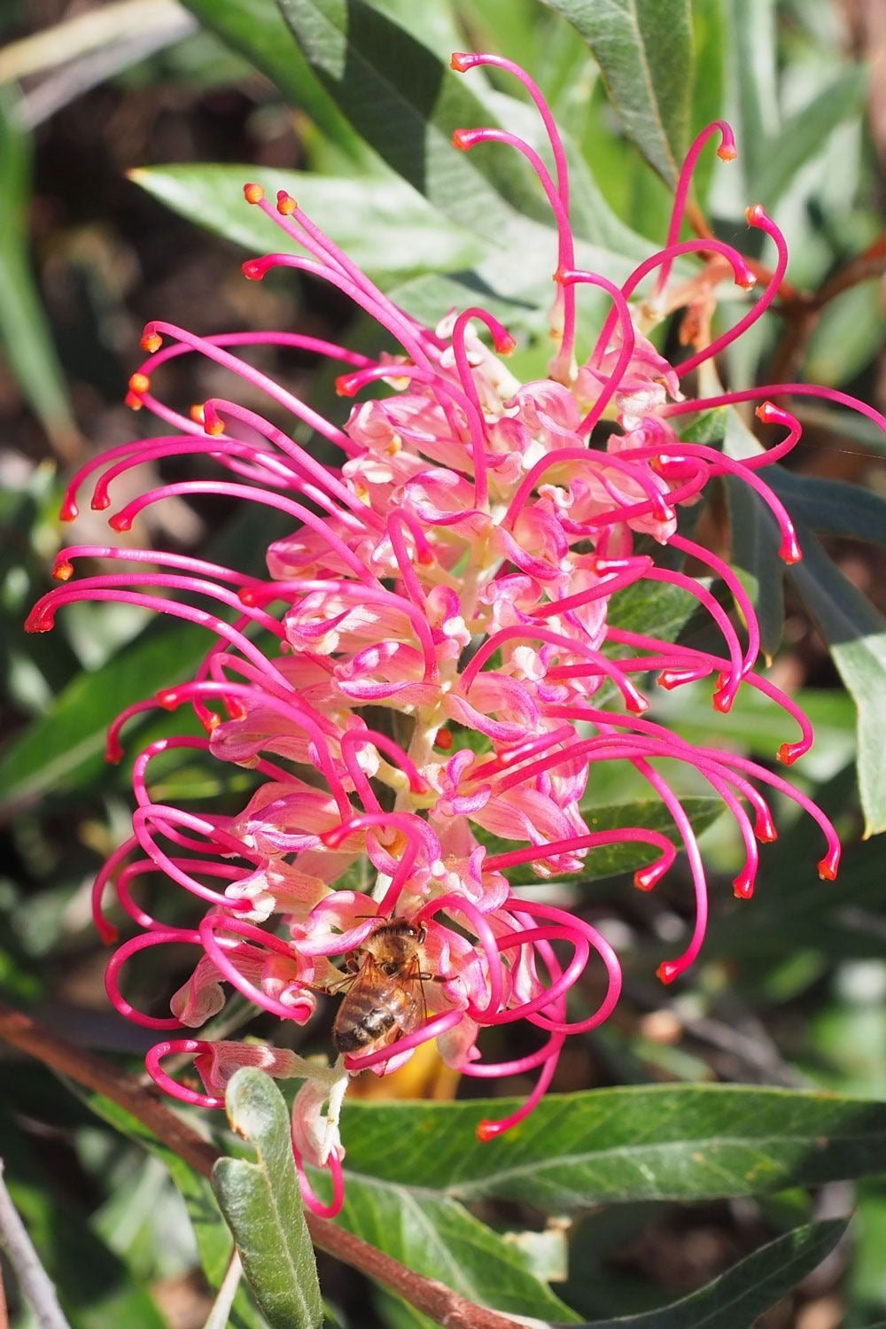 Grevillea 'Boorloo Moon' - Ladybird Nursery