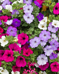Petunia - 4cell pot (PICK UP ONLY) - Ladybird Nursery