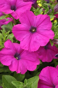 Petunia - 4cell pot (PICK UP ONLY) - Ladybird Nursery