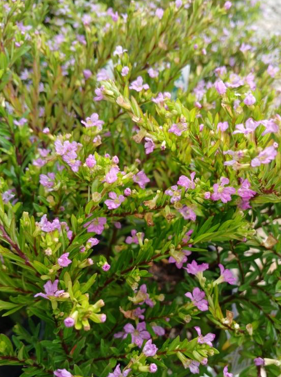 Cuphea Mauve - 4cell pot (PICK UP ONLY) - Ladybird Nursery