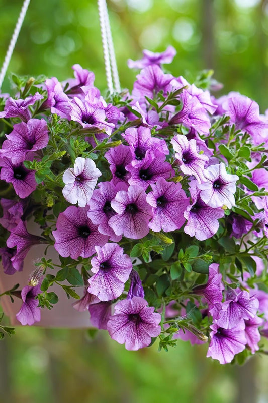 Petunia Mixed - Ladybird Nursery