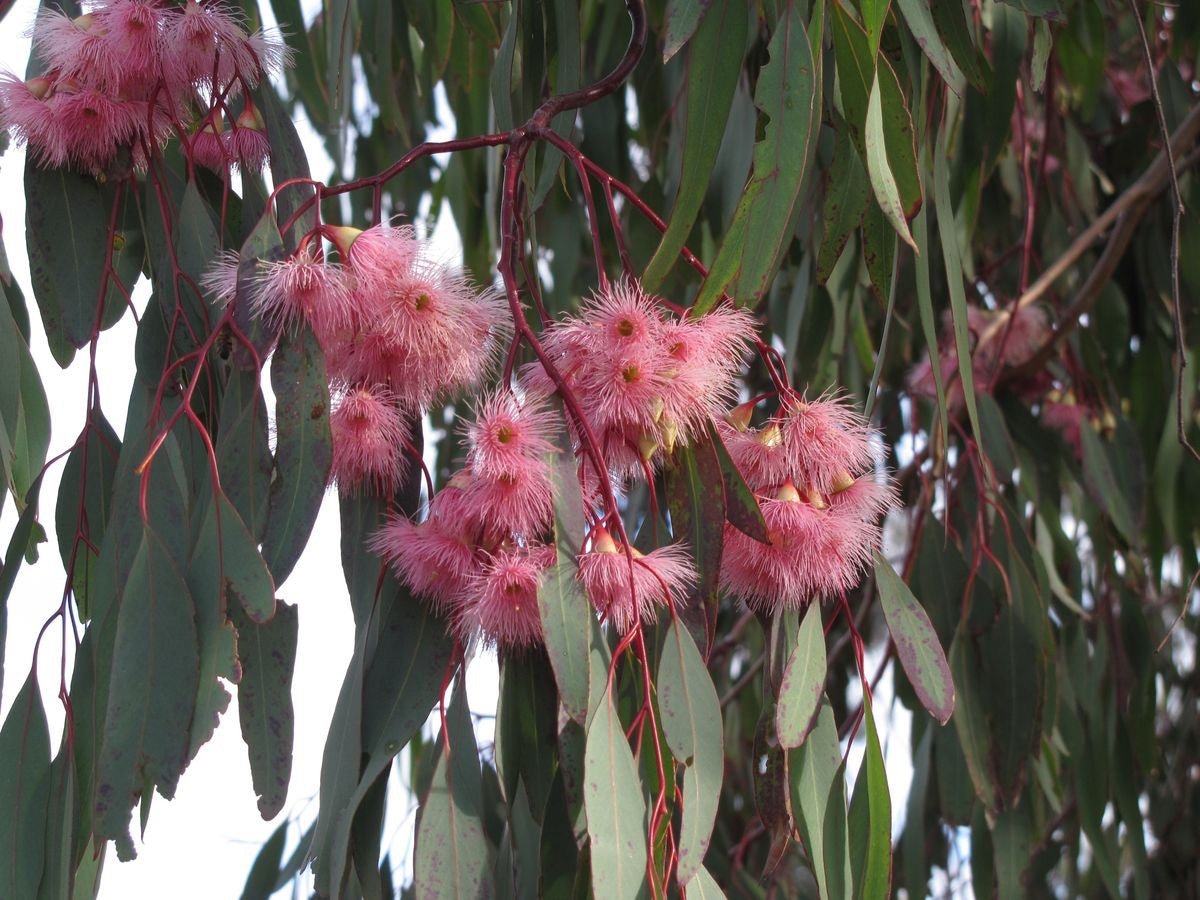 Red - Flowering Ironbark (Eucalyptus sideroxylon Rosea) - Ladybird Nursery