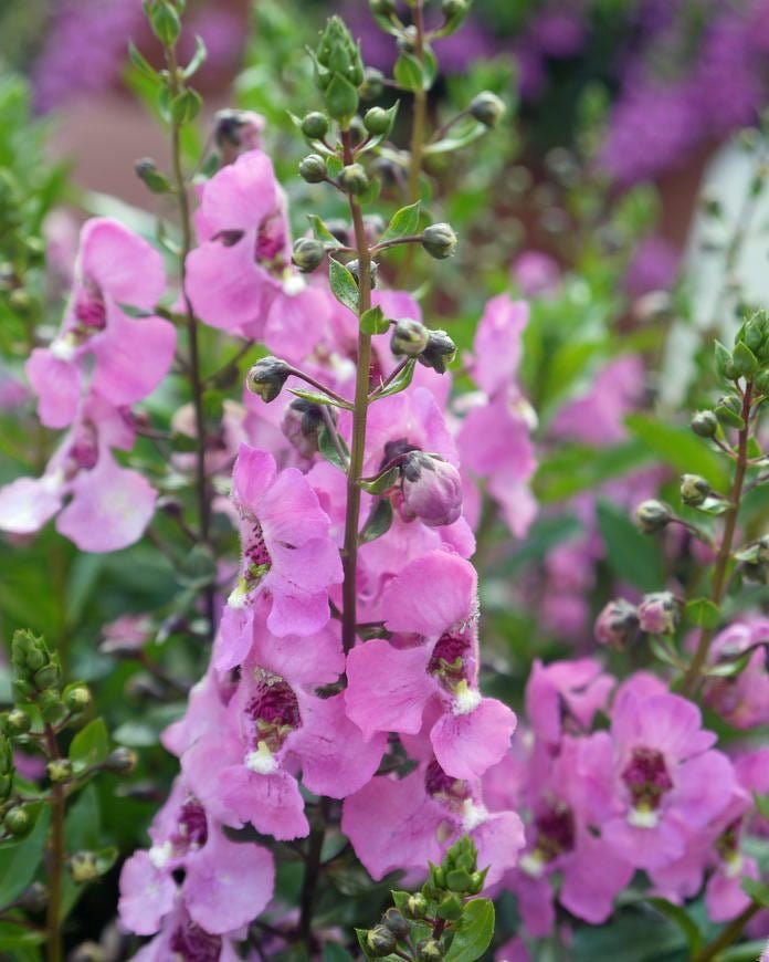 Archangel Pink (Angelonia) - Ladybird Nursery