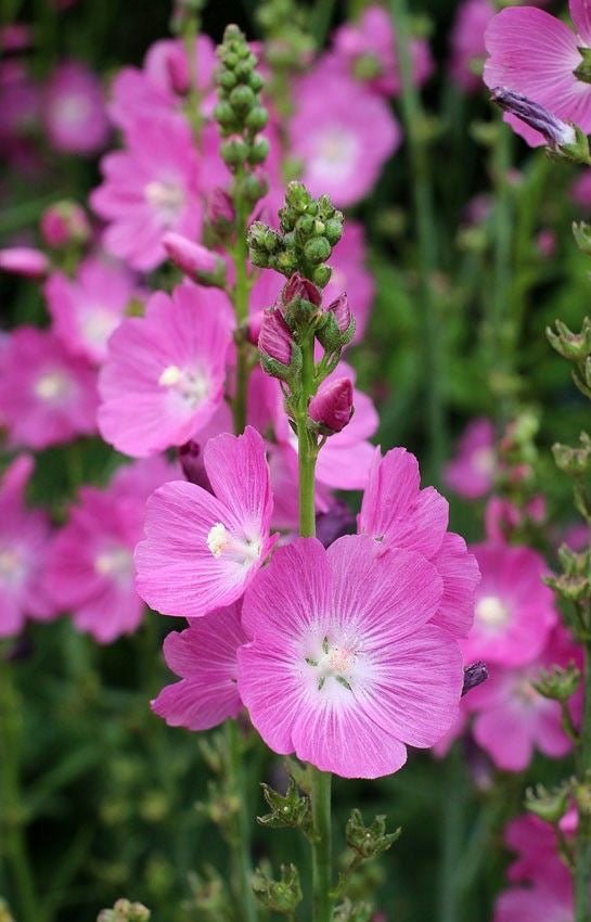 Archangel Pink (Angelonia) - Ladybird Nursery