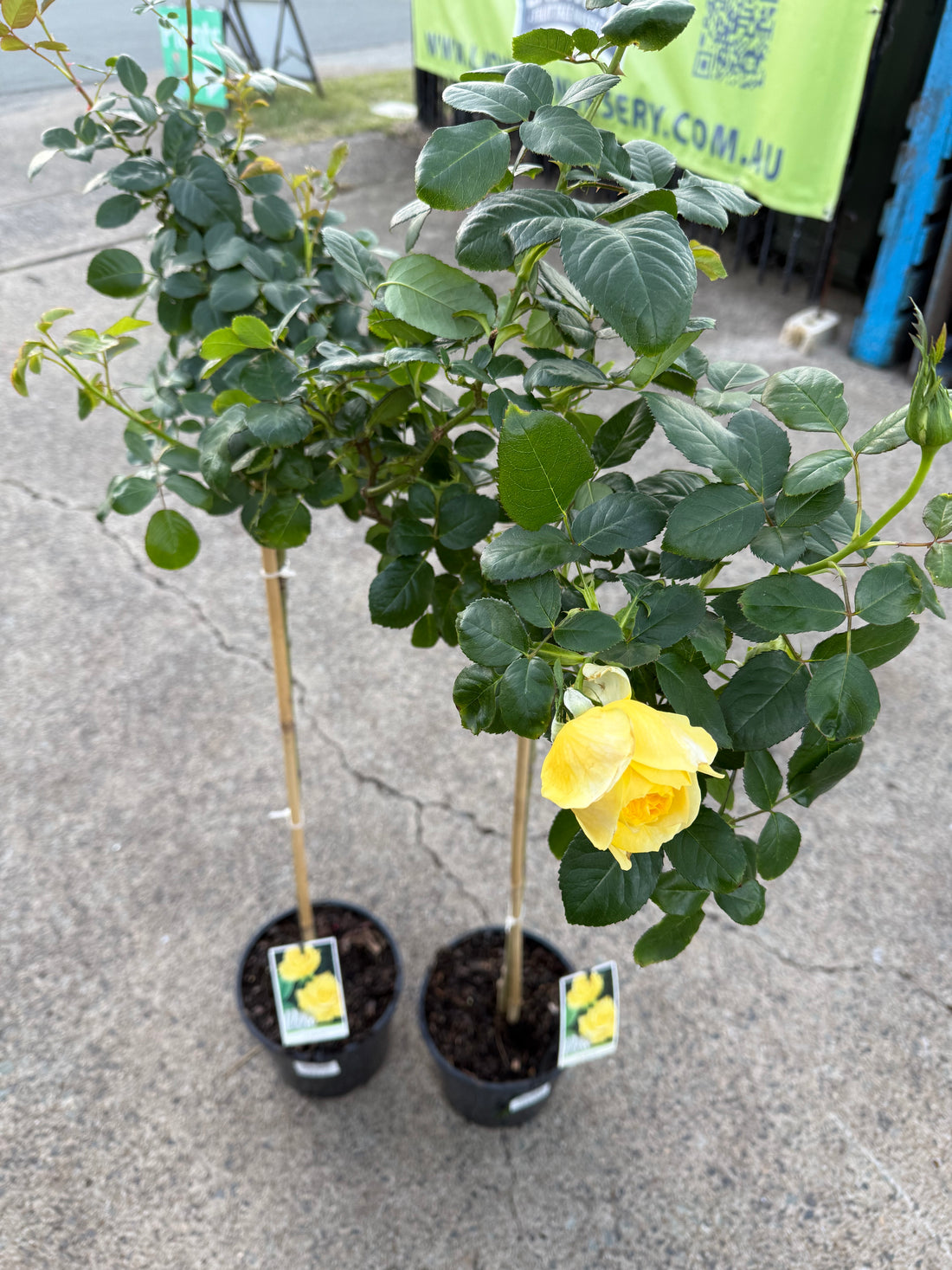 Rose 'Kabuki' - 3ft Standard (PICKUP ONLY)