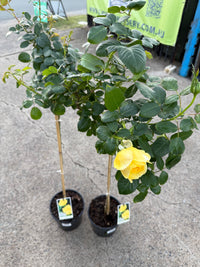 Rose 'Kabuki' - 3ft Standard (PICKUP ONLY)