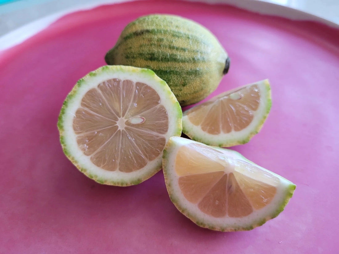 Lemon 'Pinky' - Advanced (PICKUP ONLY) - Ladybird Nursery