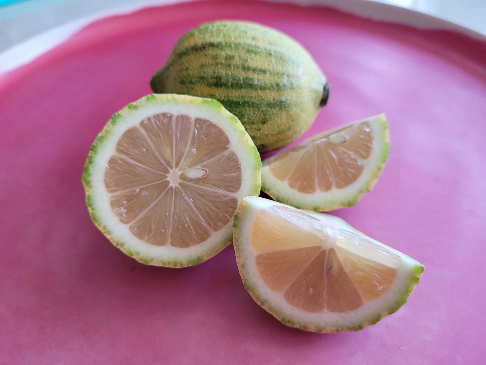 Lemon 'Pinky' - Advanced (PICKUP ONLY) - Ladybird Nursery