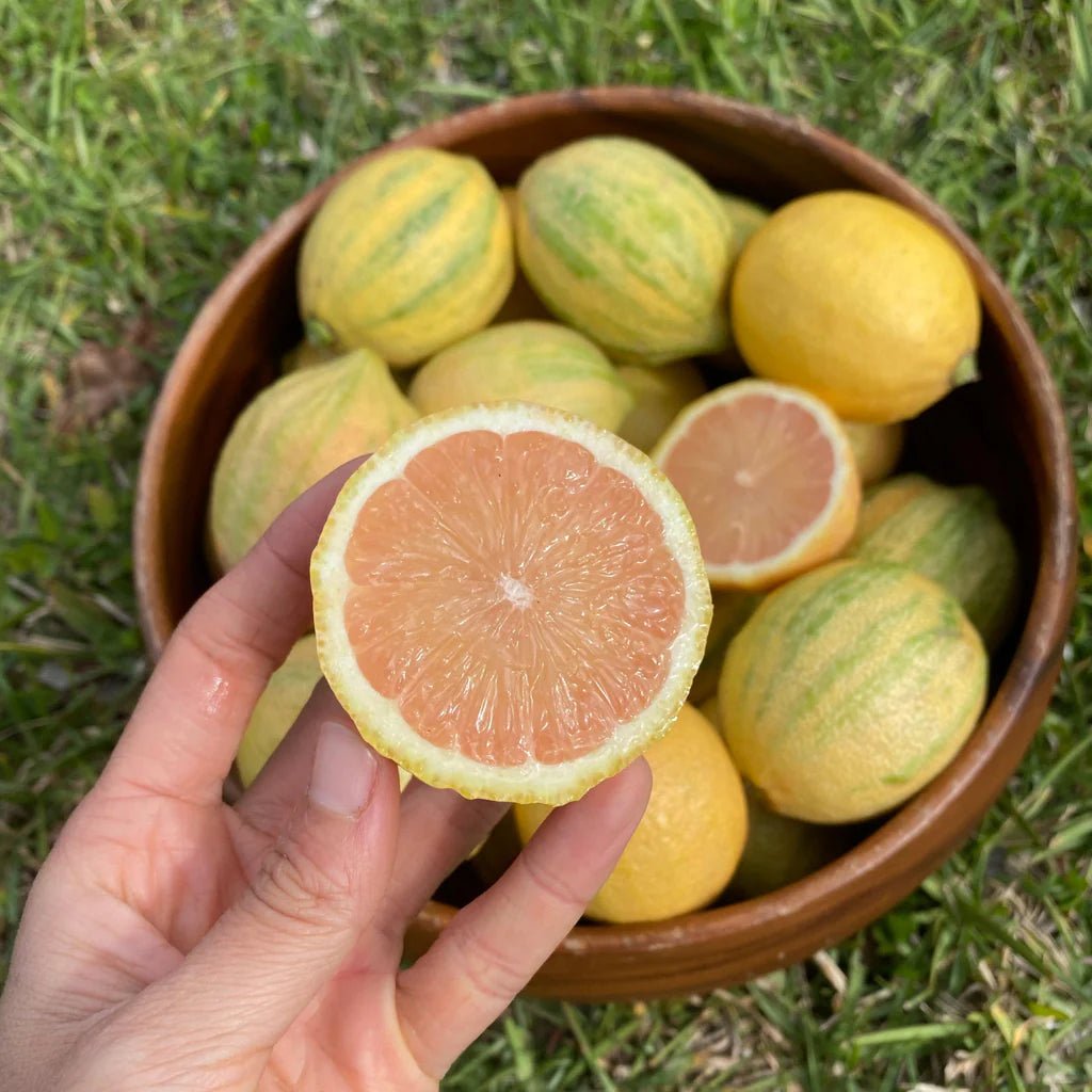 Lemon 'Pinky' - Advanced (PICKUP ONLY) - Ladybird Nursery