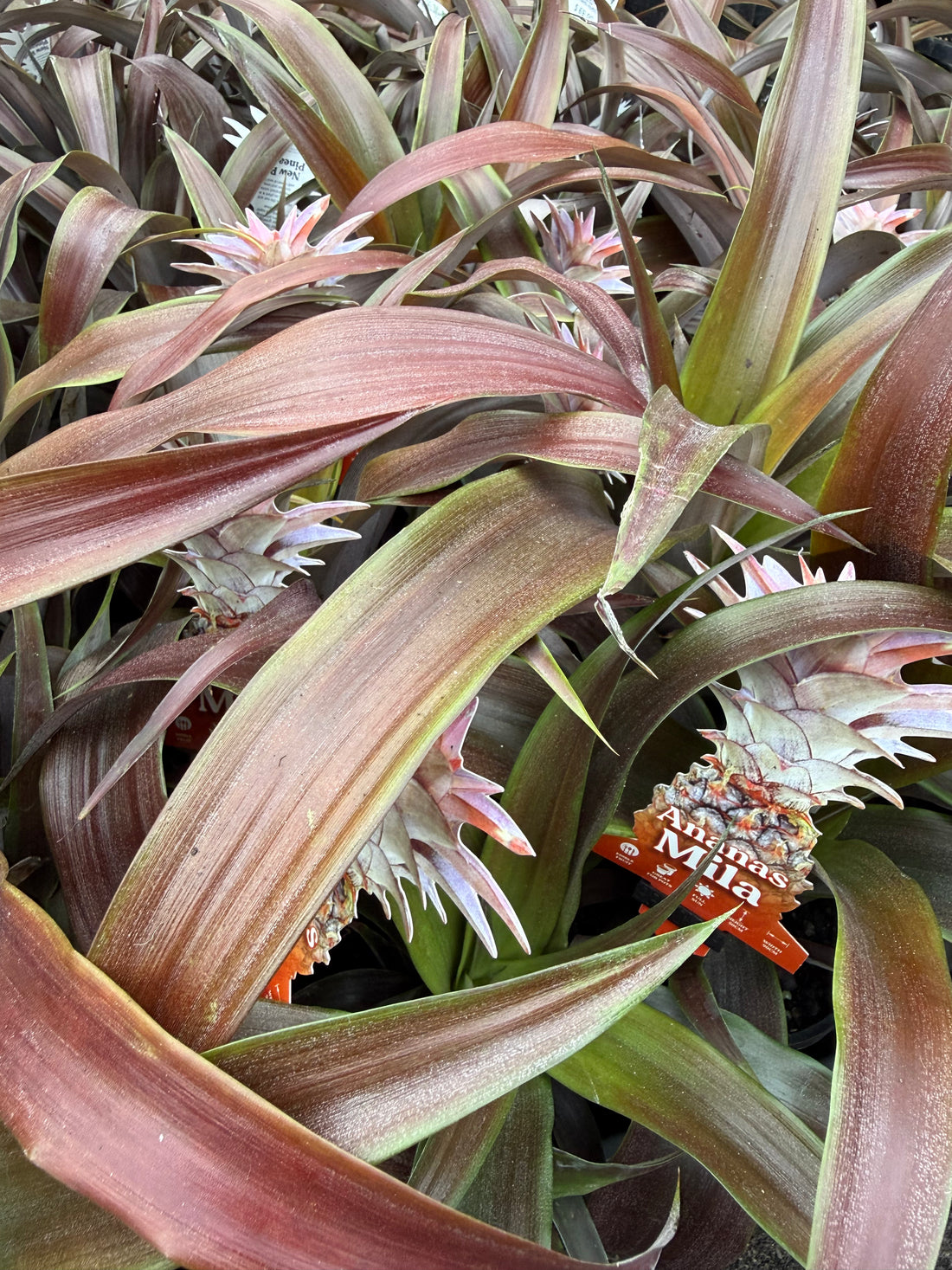 Pineapple 'Mila Red' (Ananas comosus)