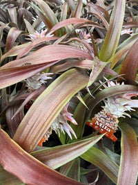Pineapple 'Mila Red' (Ananas comosus)
