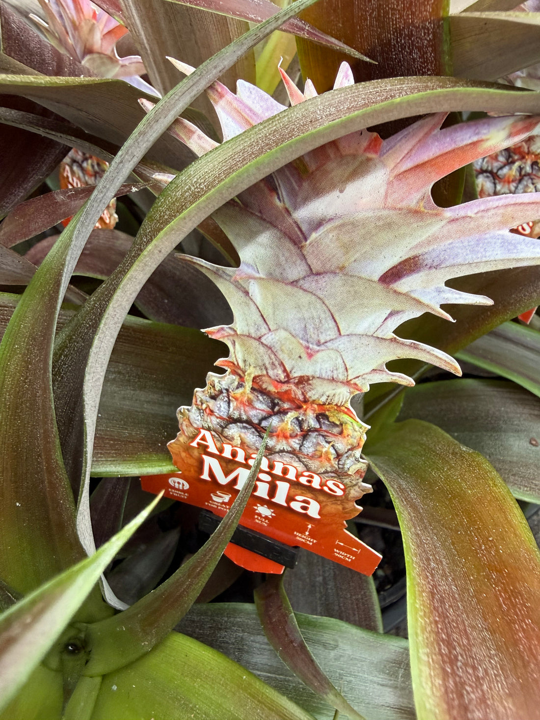 Pineapple 'Mila Red' (Ananas comosus)