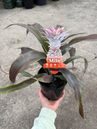 Pineapple 'Mila Red' (Ananas comosus)