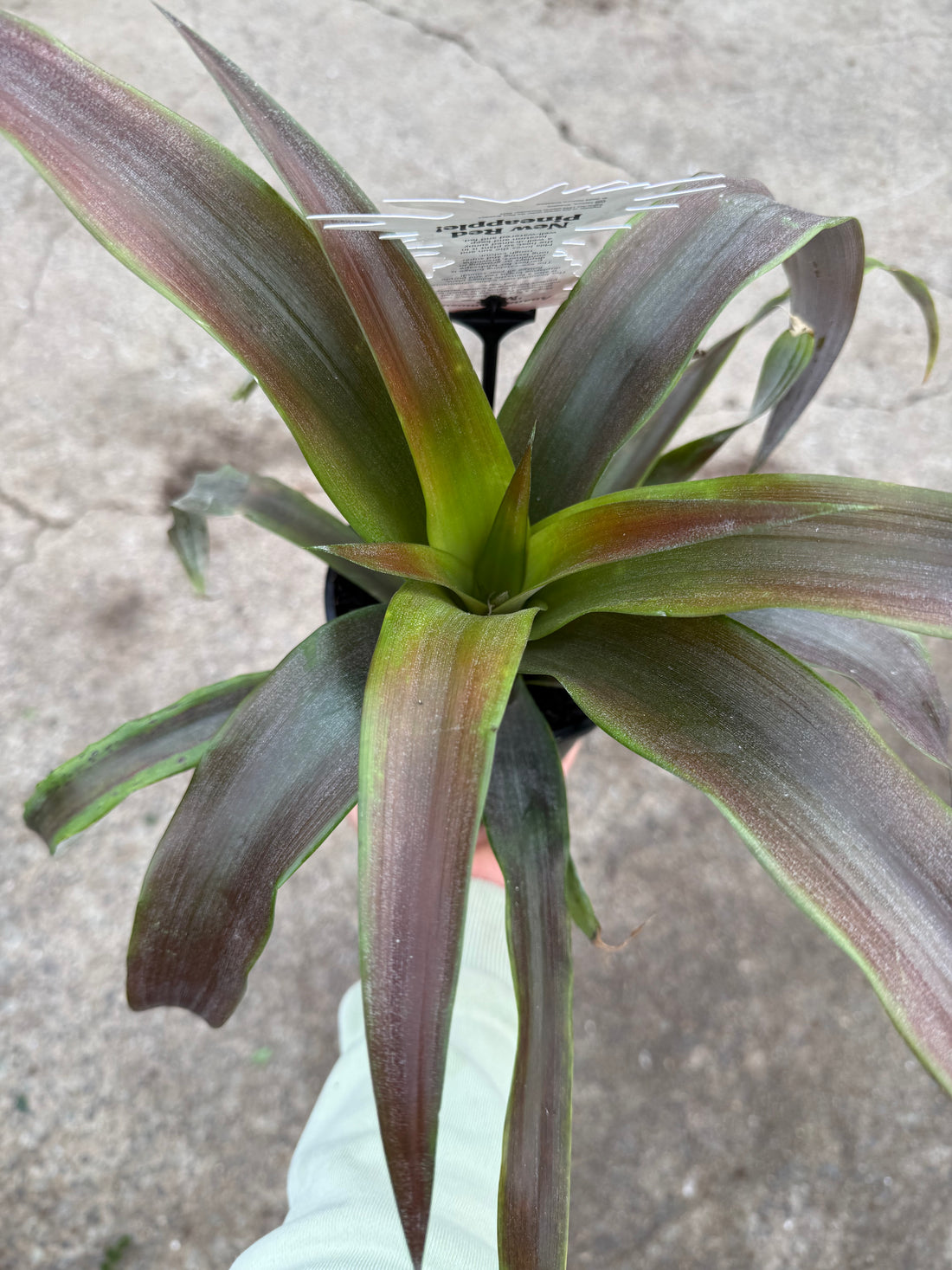 Pineapple 'Mila Red' (Ananas comosus)